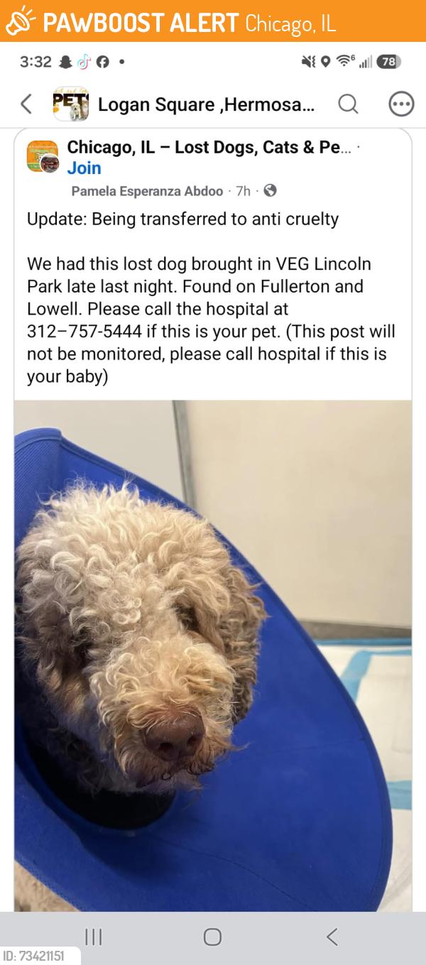Found/Stray Unknown Dog last seen Fullerton and Lowell, Chicago, IL 60639
