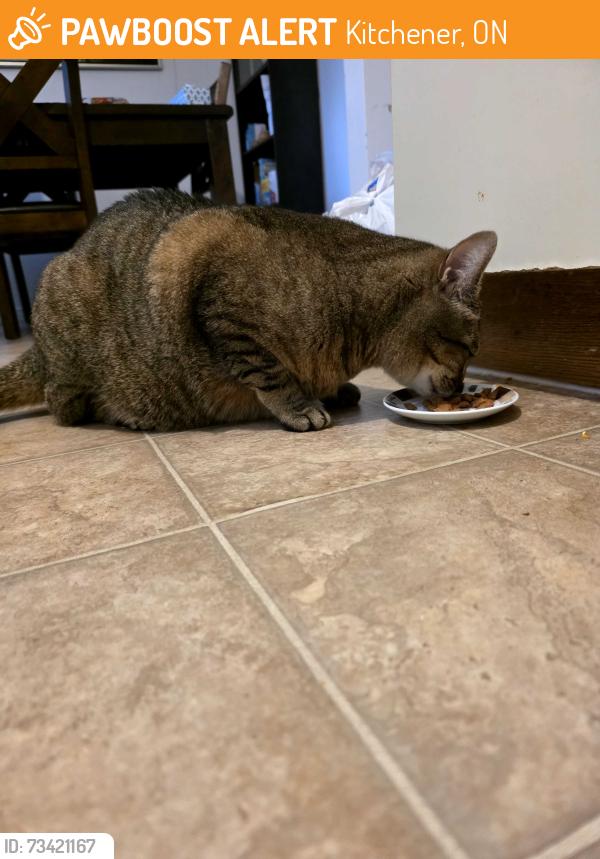 Found/Stray Unknown Cat last seen Fairwag mall, Kitchener, ON 