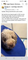 Found/Stray Unknown Dog last seen Fullerton and Lowell, Chicago, IL 60639