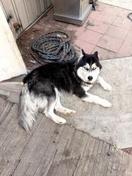 Found/Stray Male Dog last seen Near Liquor, Homeland, CA 92548