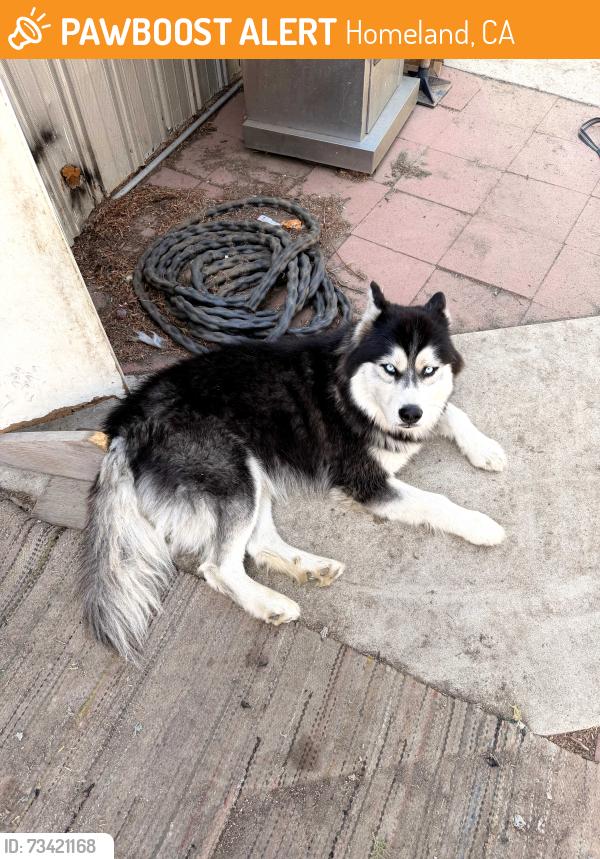 Found/Stray Male Dog last seen Near Liquor, Homeland, CA 92548