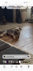 Lost Male Dog last seen 18th and Bryden, Columbus, OH 43205