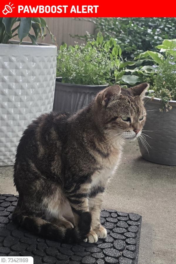Lost Female Cat last seen Sashabaw and Maybee, Independence Township, MI 48346