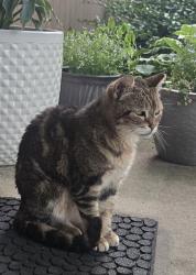 Lost Female Cat last seen Sashabaw and Maybee, Independence Township, MI 48346