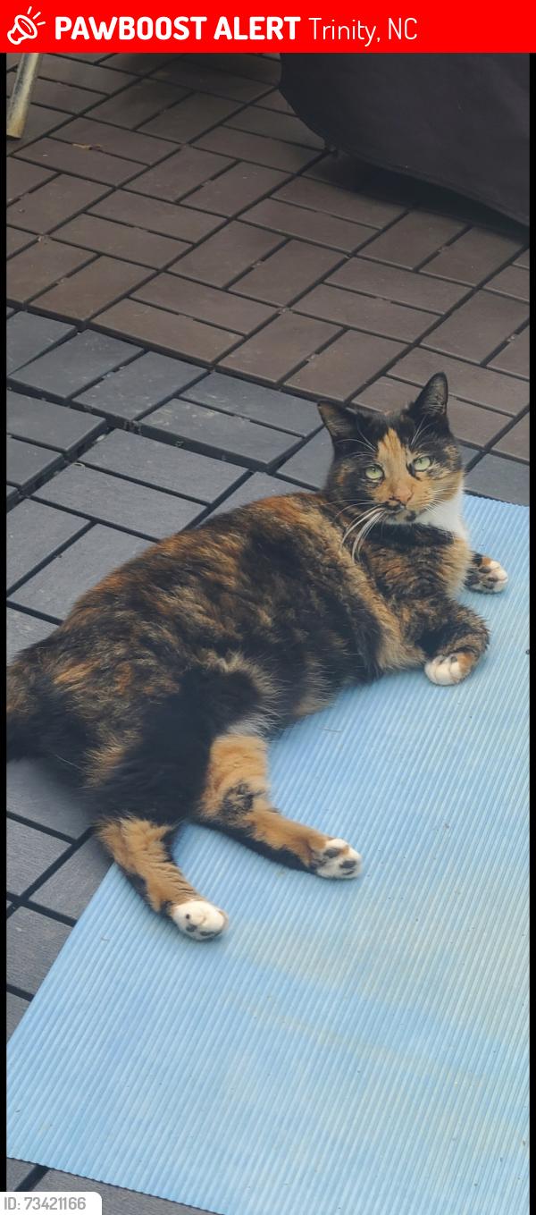 Lost Female Cat last seen Welborn Rd and Dawnwood Dr., Trinity, NC 27370