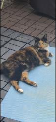 Lost Female Cat last seen Welborn Rd and Dawnwood Dr., Trinity, NC 27370