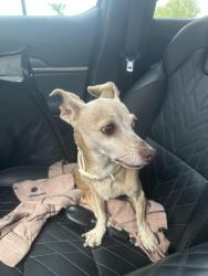 Found/Stray Female Dog last seen Germann in between Arizon Ave and Alma School, Chandler, AZ 85286