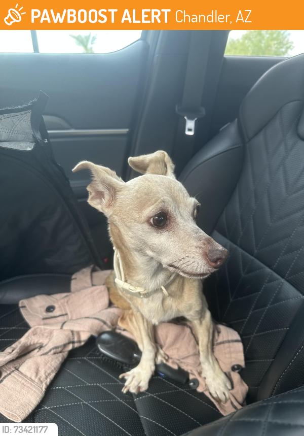 Found/Stray Female Dog last seen Germann in between Arizon Ave and Alma School, Chandler, AZ 85286