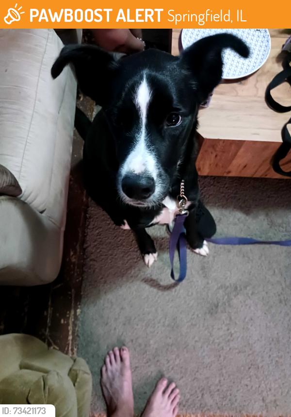 Surrendered Male Dog last seen 11th and ash, Springfield, IL 62703