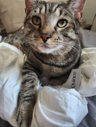Reunited Male Cat last seen Plymouth Road near Park Drive, Plymouth Meeting, PA 19462