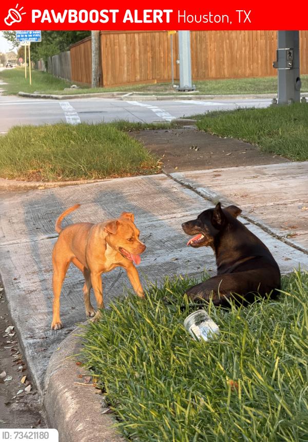 Lost Male Dog last seen RENN rd and Sugar land Howell, Houston, TX 77083