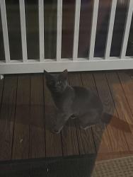 Found/Stray Unknown Cat last seen Newton Center, Newton, MA 02459