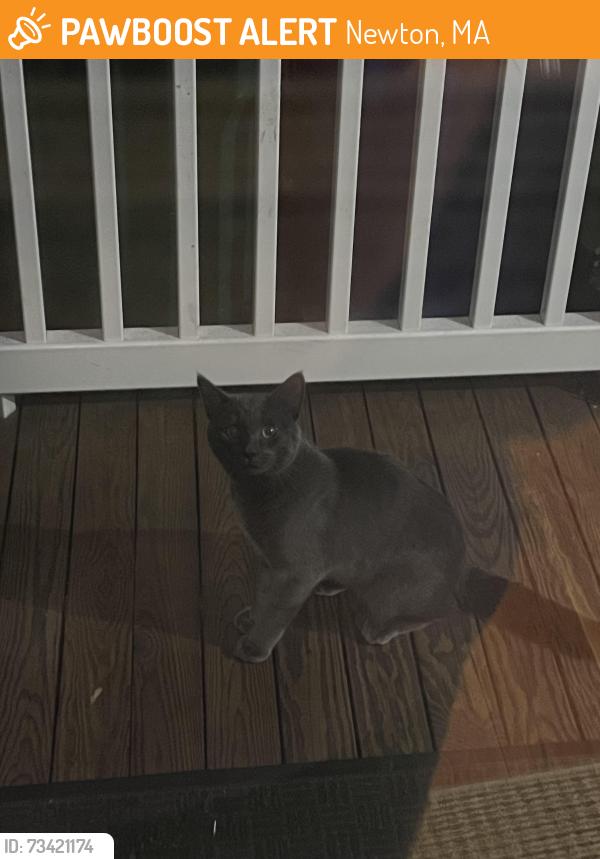 Found/Stray Unknown Cat last seen Newton Center, Newton, MA 02459