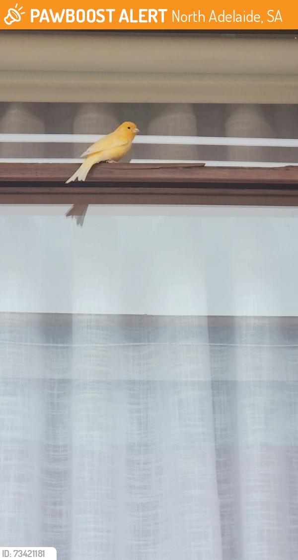 Found/Stray Unknown Bird last seen Chapel Street, North Adelaide, North Adelaide, SA 5006