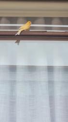 Found/Stray Unknown Bird last seen Chapel Street, North Adelaide, North Adelaide, SA 5006