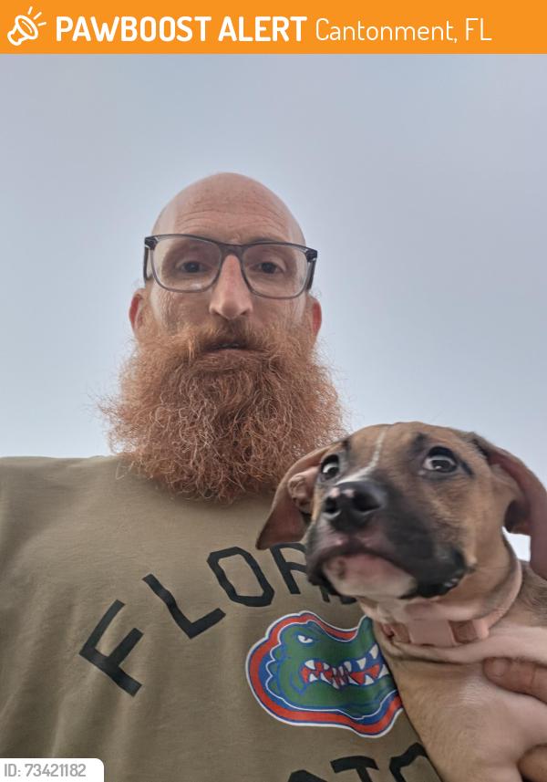 Found/Stray Female Dog last seen Well line/Jacobs Way, Cantonment, FL 32533
