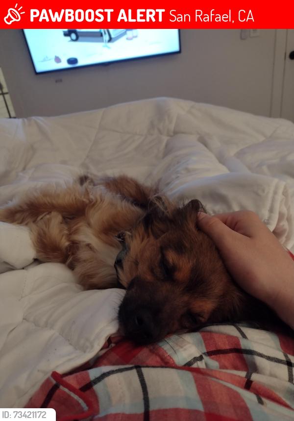 Lost Male Dog last seen Near Las Raposas Rd, San Rafael, CA 94903