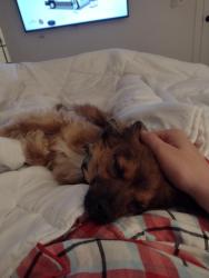 Lost Male Dog last seen Near Las Raposas Rd, San Rafael, CA 94903