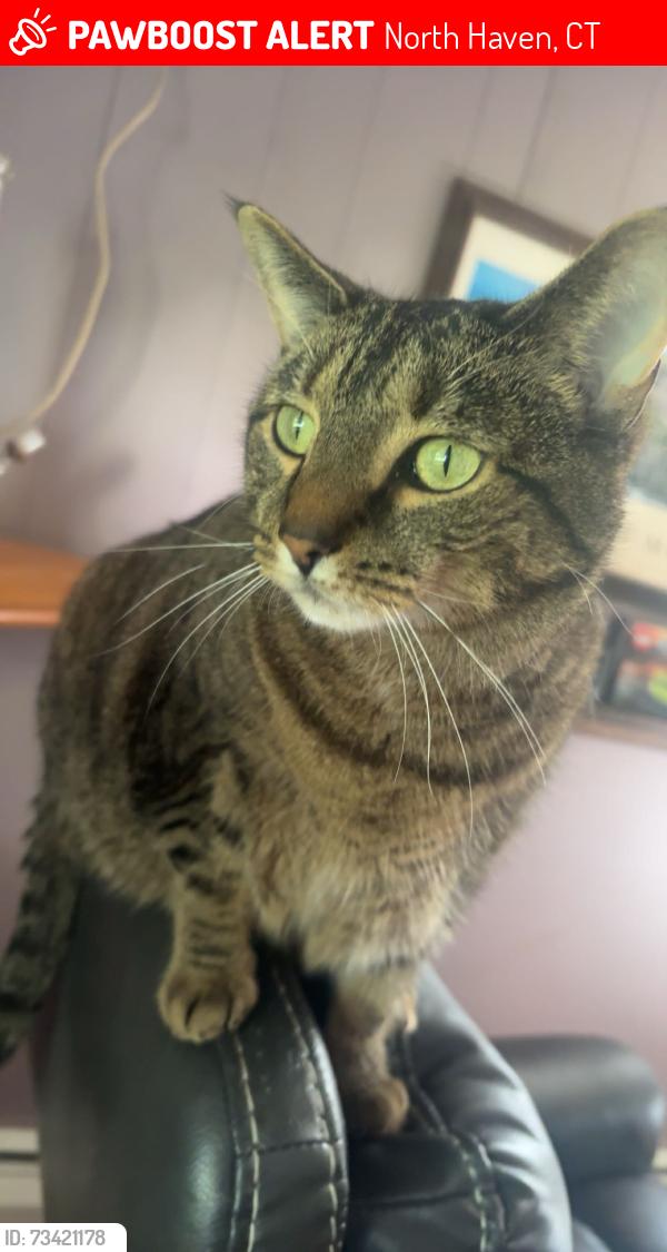 Lost Male Cat last seen North haven Parks and Rec, North Haven, CT 06473