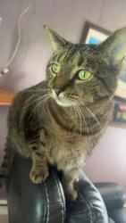 Lost Male Cat last seen North haven Parks and Rec, North Haven, CT 06473