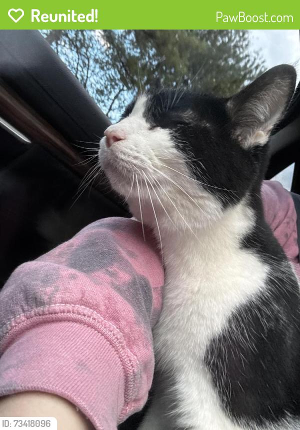 Reunited Male Cat last seen Wesley mill, big ditch, Wesley ridge, Adairsville, GA 30103