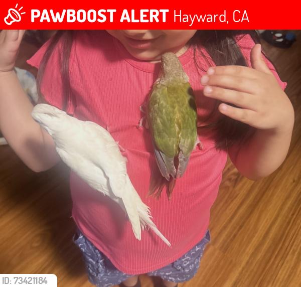 Lost Female Bird last seen jackson and winton, Hayward, CA 94544