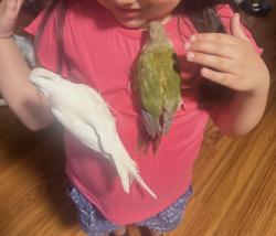 Lost Female Bird last seen jackson and winton, Hayward, CA 94544