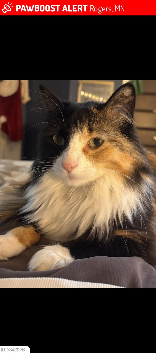Lost Female Cat last seen Lynch drive, Rogers, MN 55374