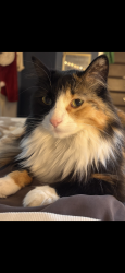 Lost Female Cat last seen Lynch drive, Rogers, MN 55374