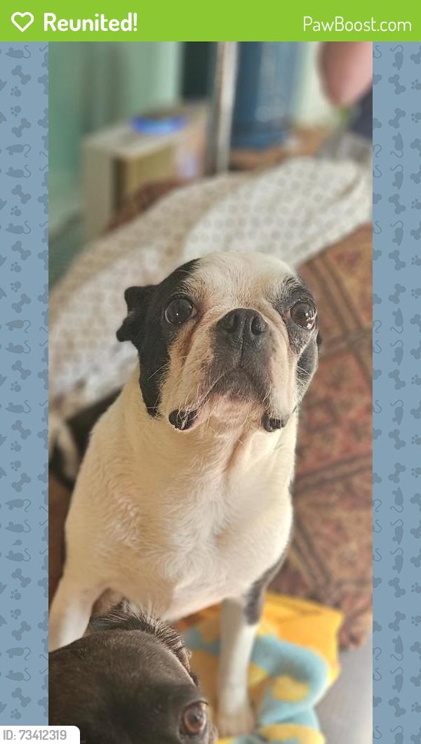 Reunited Female Dog last seen Cricket lane and cabin drive, Hedgesville, WV 25427