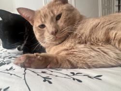 Lost Male Cat last seen Andover St Lowell, Lowell, MA 01852