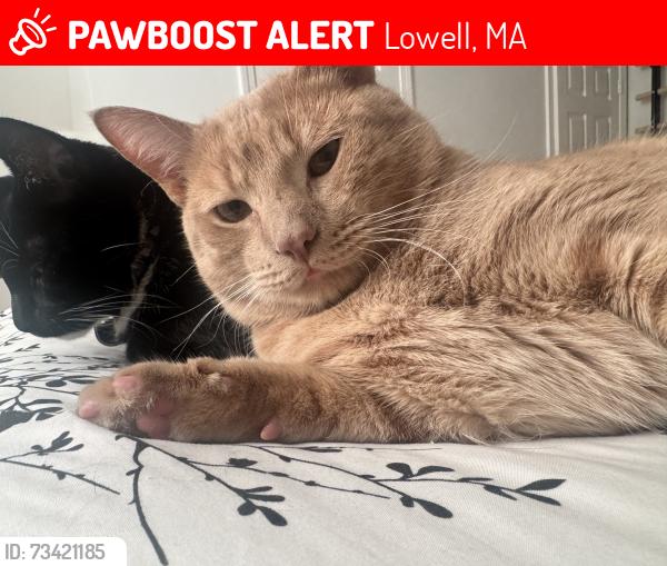 Lost Male Cat last seen Andover St Lowell, Lowell, MA 01852