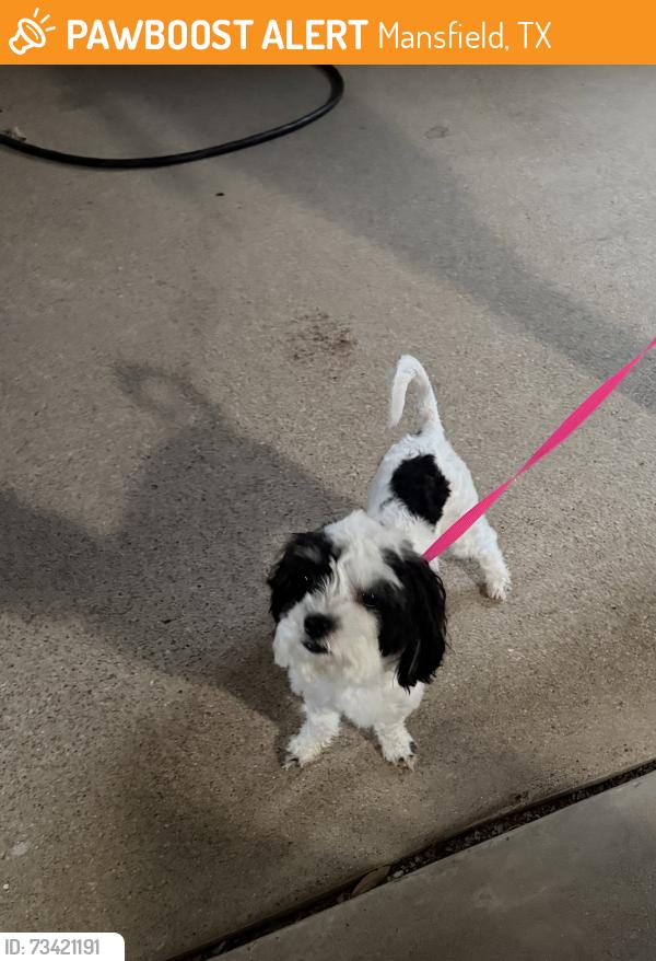 Found/Stray Female Dog last seen Antigua sub division, Mansfield, TX 76063