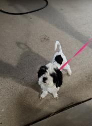 Found/Stray Female Dog last seen Antigua sub division, Mansfield, TX 76063