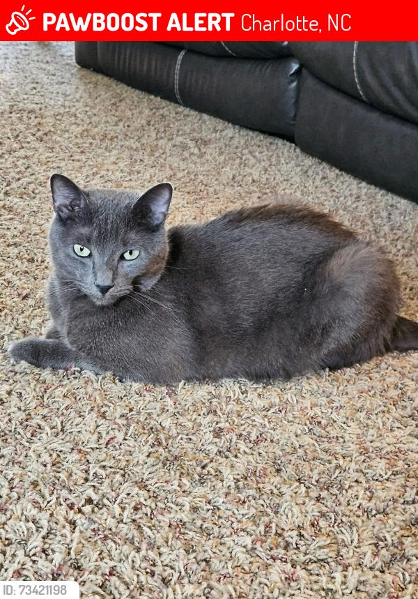 Lost Male Cat last seen Albemarle road, Charlotte, NC 28227
