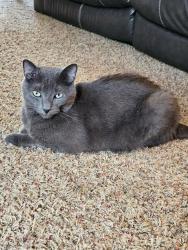 Lost Male Cat last seen Albemarle road, Charlotte, NC 28227