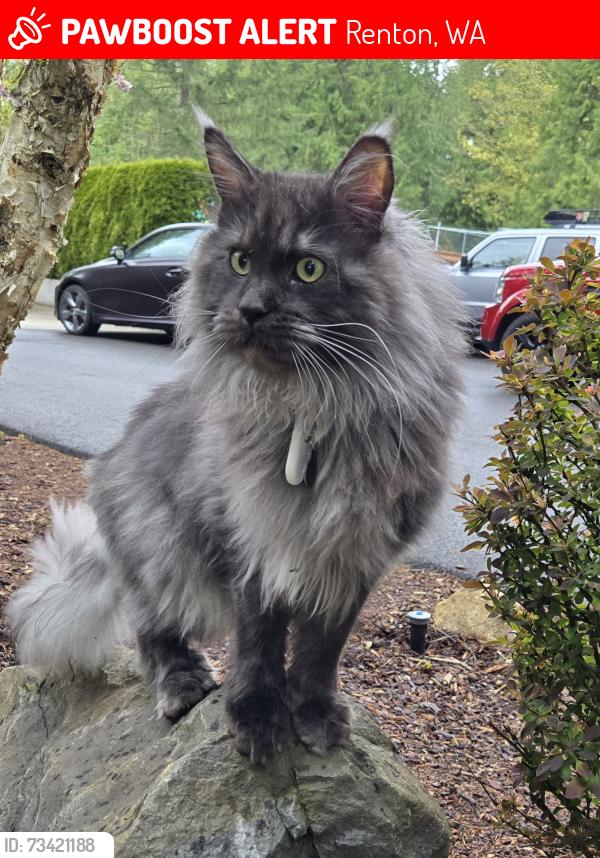 Lost Male Cat last seen 196th ave off spring lake, between maple valley hwy and petrovitski., Renton, WA 98058