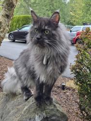 Lost Male Cat last seen 196th ave off spring lake, between maple valley hwy and petrovitski., Renton, WA 98058