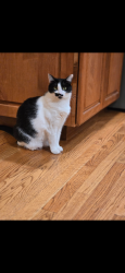 Reunited Female Cat last seen Shetland and Alhambra, Pleasant Hill, CA, Pleasant Hill, CA 94523