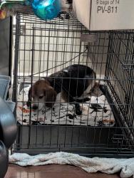 Reunited Unknown Dog last seen mineral springs road and pleasant drive in Durham, Durham County, NC 27703