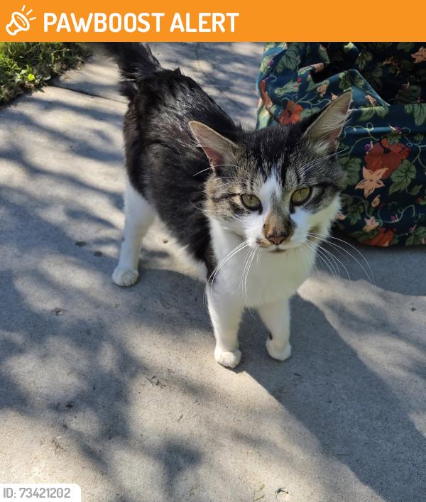 Found/Stray Unknown Cat last seen Brookdale Library, 6125 shingle creek parkway, brooklyn center MN, Brooklyn Center, MN 55430