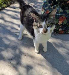 Found/Stray Unknown Cat last seen Brookdale Library, 6125 shingle creek parkway, brooklyn center MN, Brooklyn Center, MN 55430