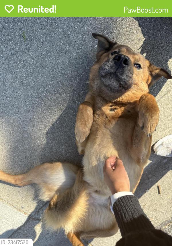 Reunited Male Dog last seen Cimarron Park, San Jose, CA 95127