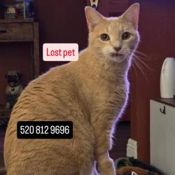Lost Male Cat last seen Lincoln park, Tucson, AZ 85730