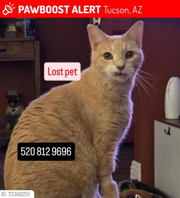 Lost Male Cat last seen Lincoln park, Tucson, AZ 85730