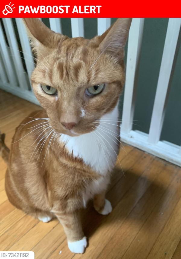 Lost Male Cat last seen Drexel lodge park, Newtown Square, PA 19073