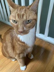 Lost Male Cat last seen Drexel lodge park, Newtown Square, PA 19073