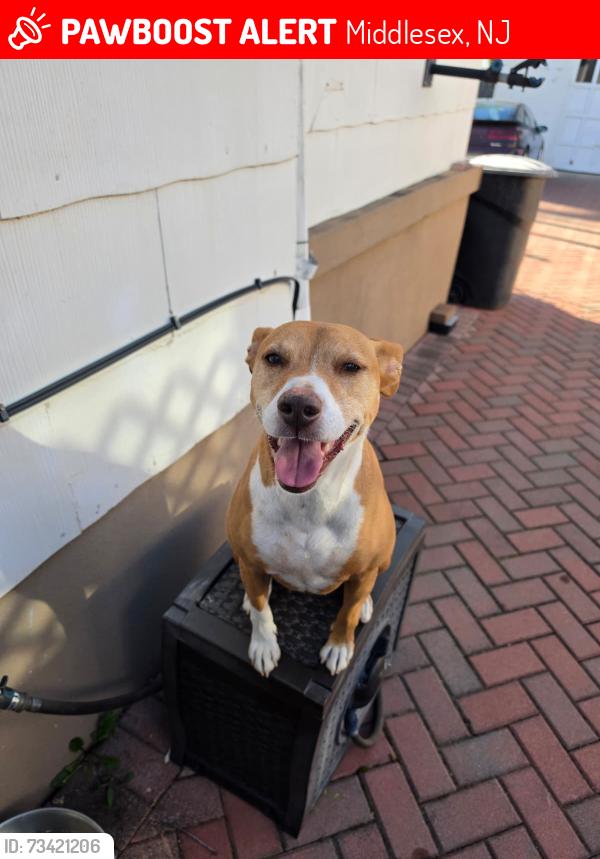 Lost Female Dog last seen N Lincoln ave, Middlesex, NJ 08846
