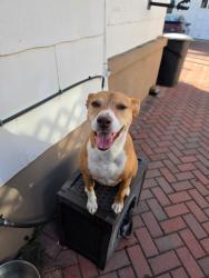 Lost Female Dog last seen N Lincoln ave, Middlesex, NJ 08846