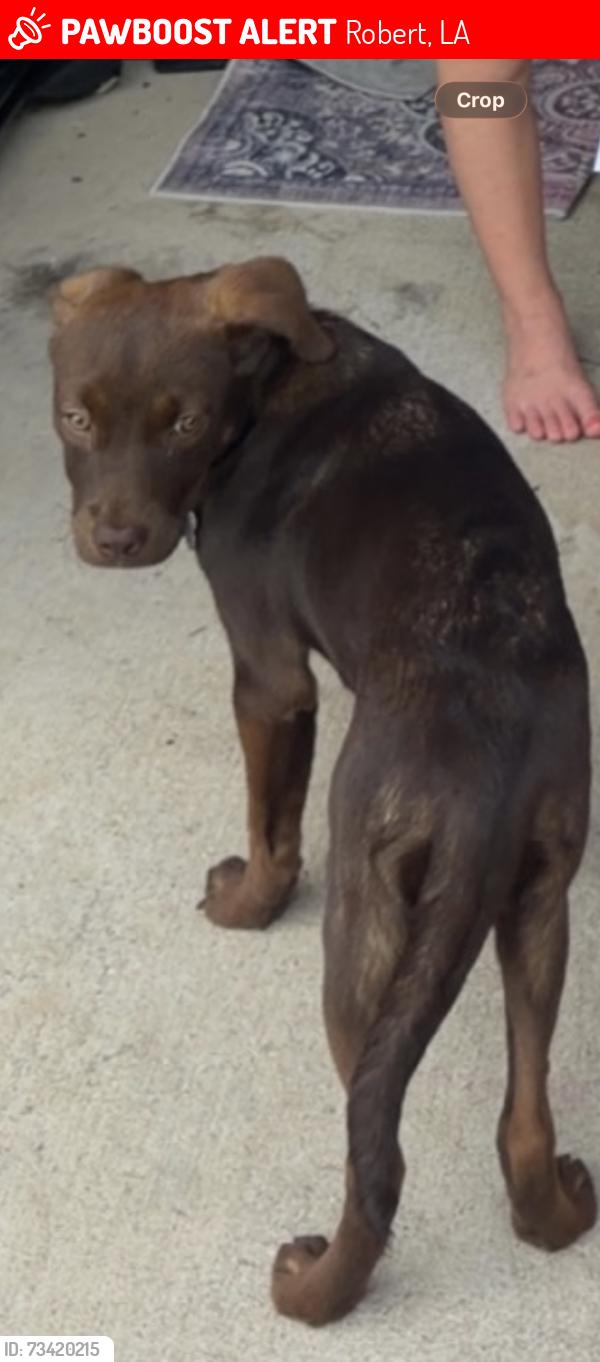 Lost Female Dog last seen Coves of the highlands, Robert, LA 70455